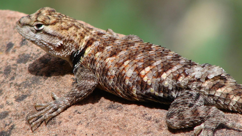 vertebrate, iguana, no people, outdoors, animal scale, animal themes, 4K, rock - object, animal, solid, Marron, animal wildlife, animal body part, Animales