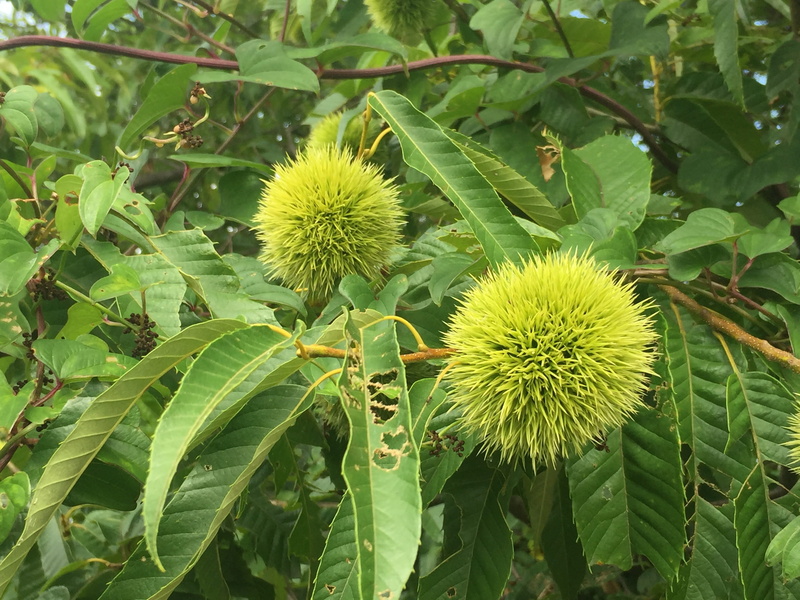 outdoors, 2K, close-up, plant part, leaf, flower, food and drink, marron, blue chestnut, nature, freshness, growth, spiky, no people, green color, focus on foreground