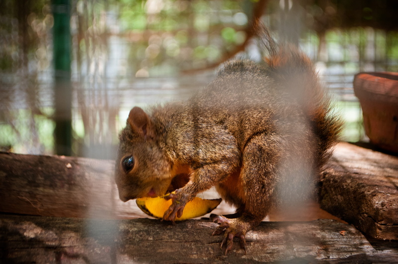 wood - material, animal themes, mammal, marron, focus on foreground, squirrel, animal wildlife, ardilla, food, vertebrate, animals in the wild, no people