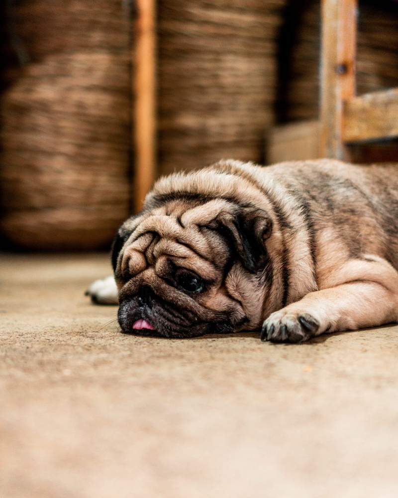 pets, selective focus, relaxation, lying down, tiger, tire, vertebrate, pot, pet, dog, floor, wildlife, one animal, knot, domestic animals, back, surface level