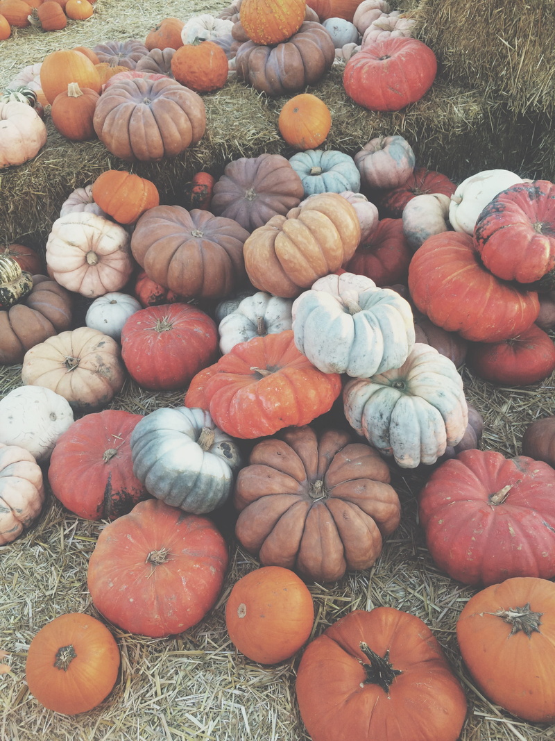 autumn, food, choice, high angle view, fresno, fall, freshness, united states, wellbeing, large group of objects, food and drink, orange color, still life