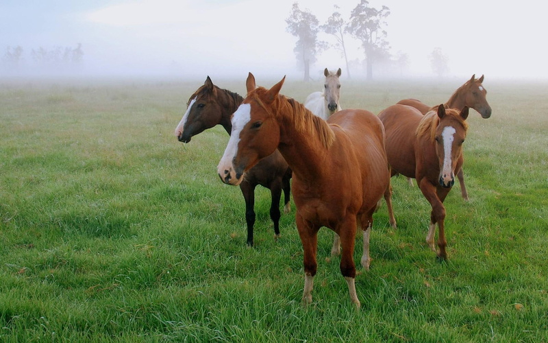 animal, gang, animals, 1080P, photography, beauty, horses