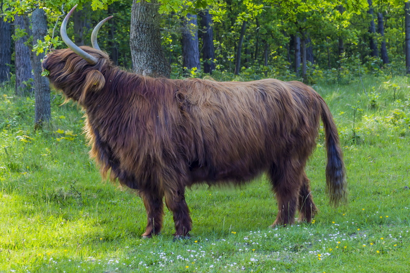 domestic animals, land, standing, outdoors, green color, Cattle, wildlife photography, daytime, animal wildlife, surrounded, animal, pets, herbivorous