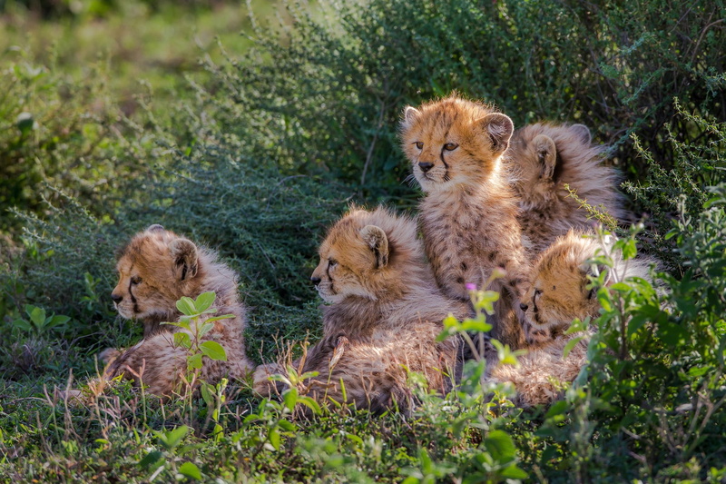 grass, cheetah, bush, cheetahs, gang, young, cubs, 1080P