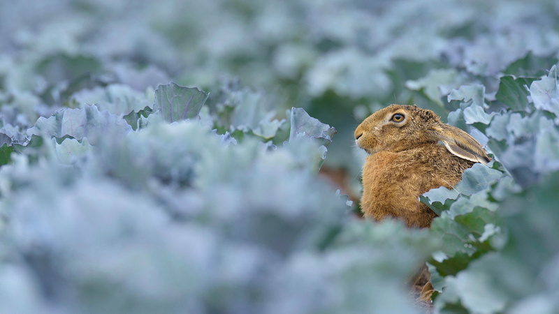 Hesse, field of red cabbage, Germany, 1080P, hare