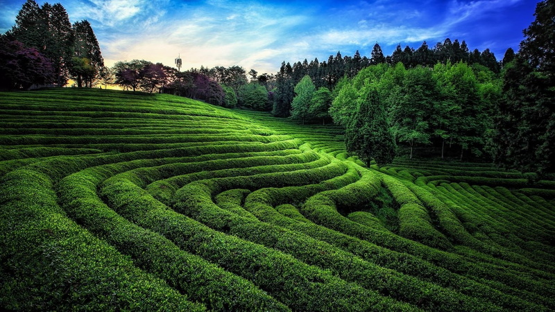 sunlight, field, nature, landscape, trees, South Korea, green, hills, photography, 720P, tea