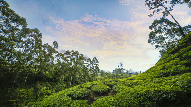 travel, plant, Sky, tranquil scene, growth, munnar, environment, outdoor, land, no people, garden, plantation, lush foliage, tea crop, scenery, beauty in nature
