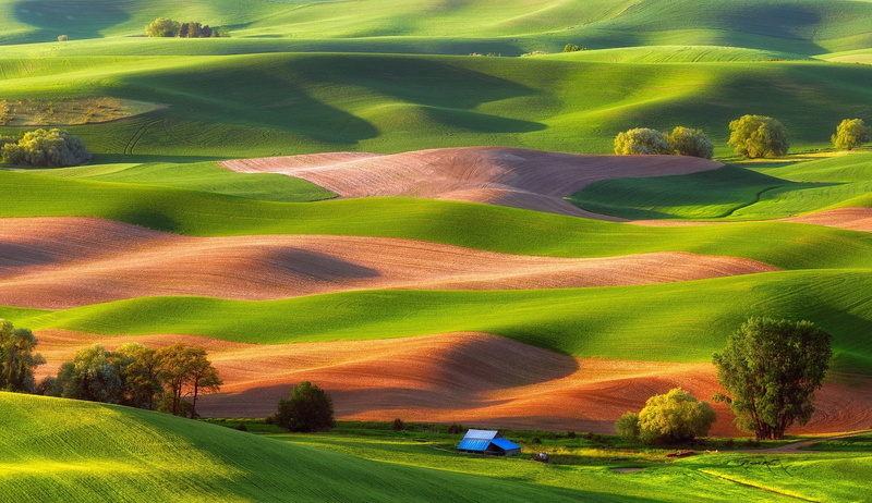 green - golf course, plant, Trees, green color, Green, Steptoe Butte State Park, tree, field, land, grass, 1080P, landscape, agriculture, no people, crop