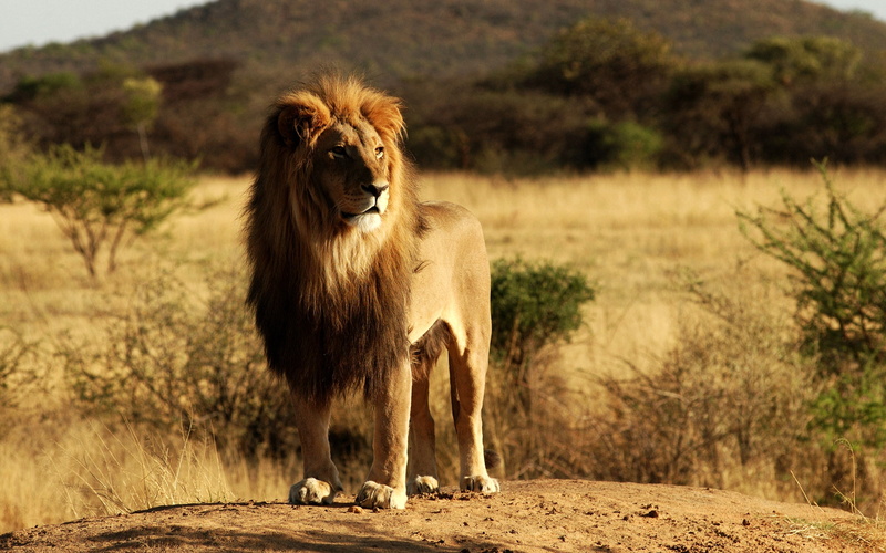 2K, brown, king, lion, hills, photo