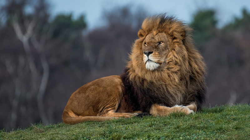 nature, 4K, pose, grass, hill, look, lies, the king of beasts, Leo, face