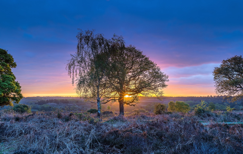 england, trees, 3780x2400, rockford, grass, sunsets, 2K, 539391, sunrises, and