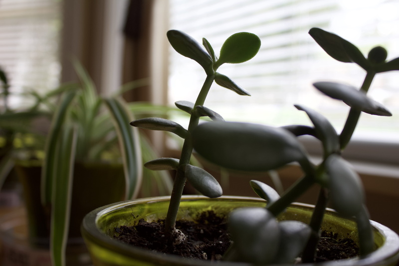 potted, new life, leaf, plant, fragility, potted plant, freshness, plant stem, no people, green, growth, outdoors, plant part, selective focus, sapling