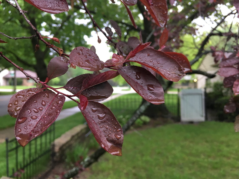 change, close-up, nature, beauty in nature, tree, outdoors, rain, united states, focus on foreground, drop, raindrops, rockford, growth, day, no people
