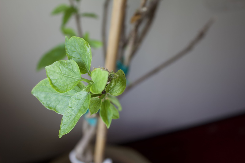 close-up, united states, leaf, plant stem, herb, nature, indoor, 5K, selective focus, focus on foreground, freshness, rockford, green, plant part, outdoors