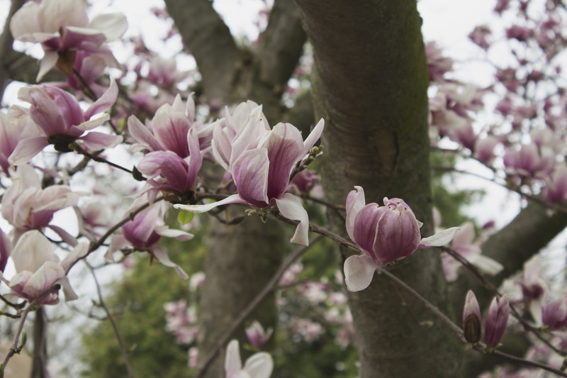 spring, flowering, no people, beauty in nature, freshness, fragility, flower head, flowers, springtime, flower, twig, outdoors, day, petal, 5K, growth