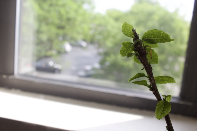 budding, 5K, no people, green, fragility, close-up, selective focus, rockford, plant part, leaf, freshness, glass - material, plant, houseplant, window