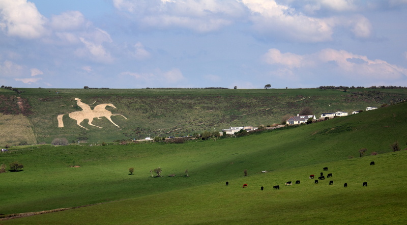 Weymouth, 4K, domestic, animal, europe, cattle, green color, hillside, built structure, figure, day, attraction, large group of animals, no people, countryside