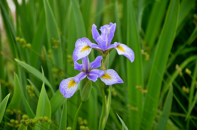 Photo, illinois, land, inflorescence, plant, beauty in nature, flower head, green color, purple, close-up, petal, 1080P, freshness, outdoors, flower, fragility