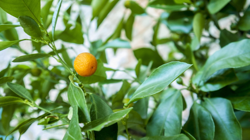 orange, united states, close-up, green, outdoors, day, 4K, rockford, plant part, green color, nature, orange color, plant, freshness, food and drink, food