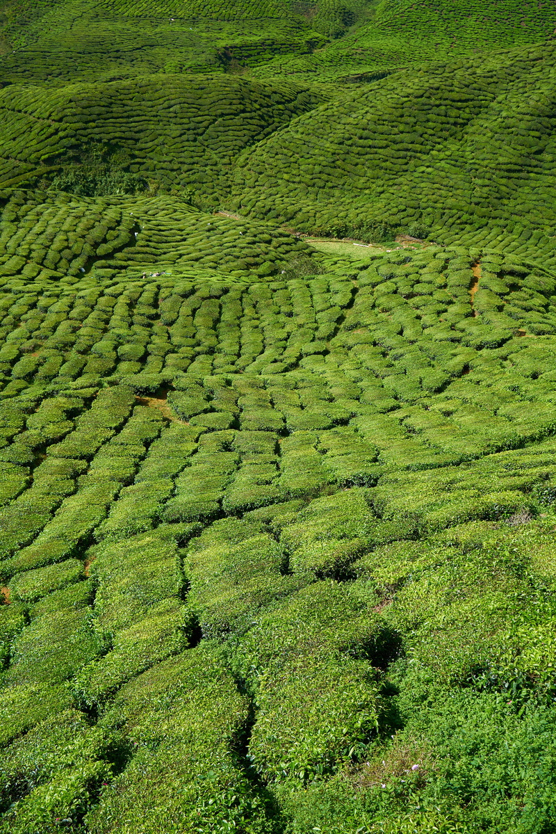 freshness, asia, mountain, green Color, rural Scene, environment, Tea, hill, vertical, malaysia, leaves, background, plant, sunny, great, tiny tree, asian