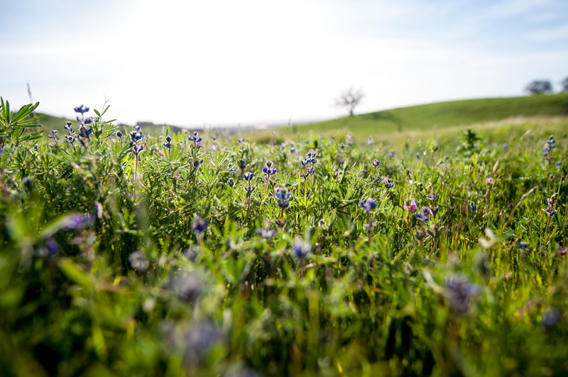 purple, flower, field, growth, no people, grass, selective focus, flowering plant, flowers, plants, rural scene, land, nature, hiking, 4K, springtime