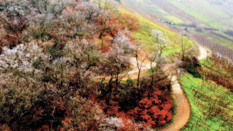 hill, hdr, side, 1080P, road, fields, trees autumn, nature and landscapes