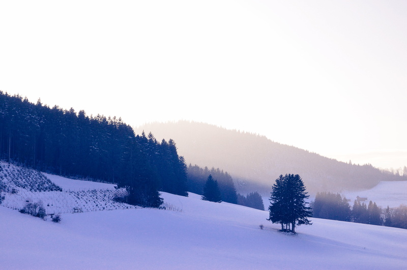 mountains, coniferous tree, beauty in nature, plant, hill, scenics - nature, mountain, landscape, land, environment, cold temperature, 4K, side, woodland