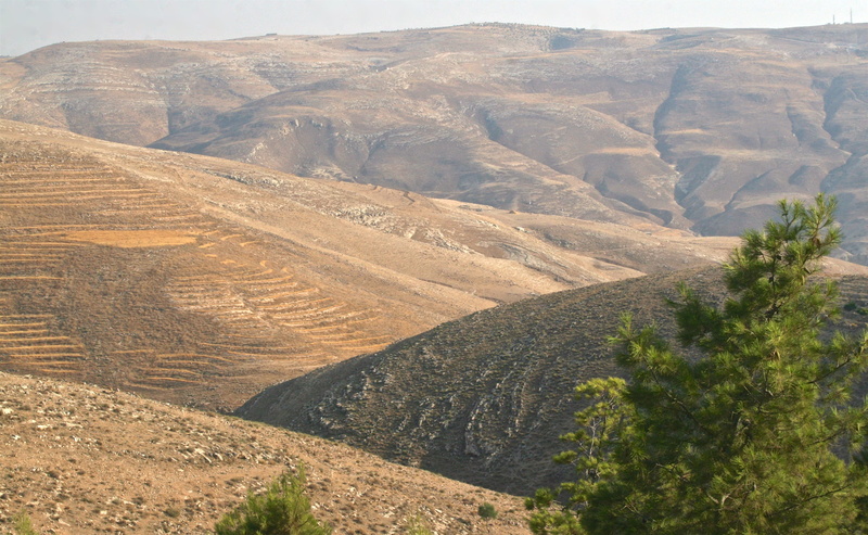 day, environment, outdoors, landscape, tranquil scene, tranquility, jordan, high angle view, land, mount nabo, beauty in nature, tree, remote, hill side