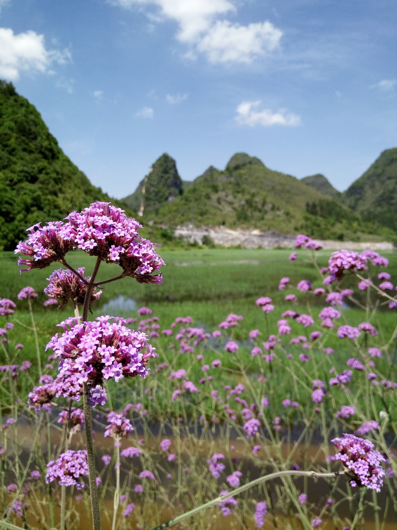 tranquility, flowering plant, 4K, beauty in nature, tranquil scene, freshness, outdoors, purple, no people, flowerbed, close-up, day, nature, sky, scenics - nature