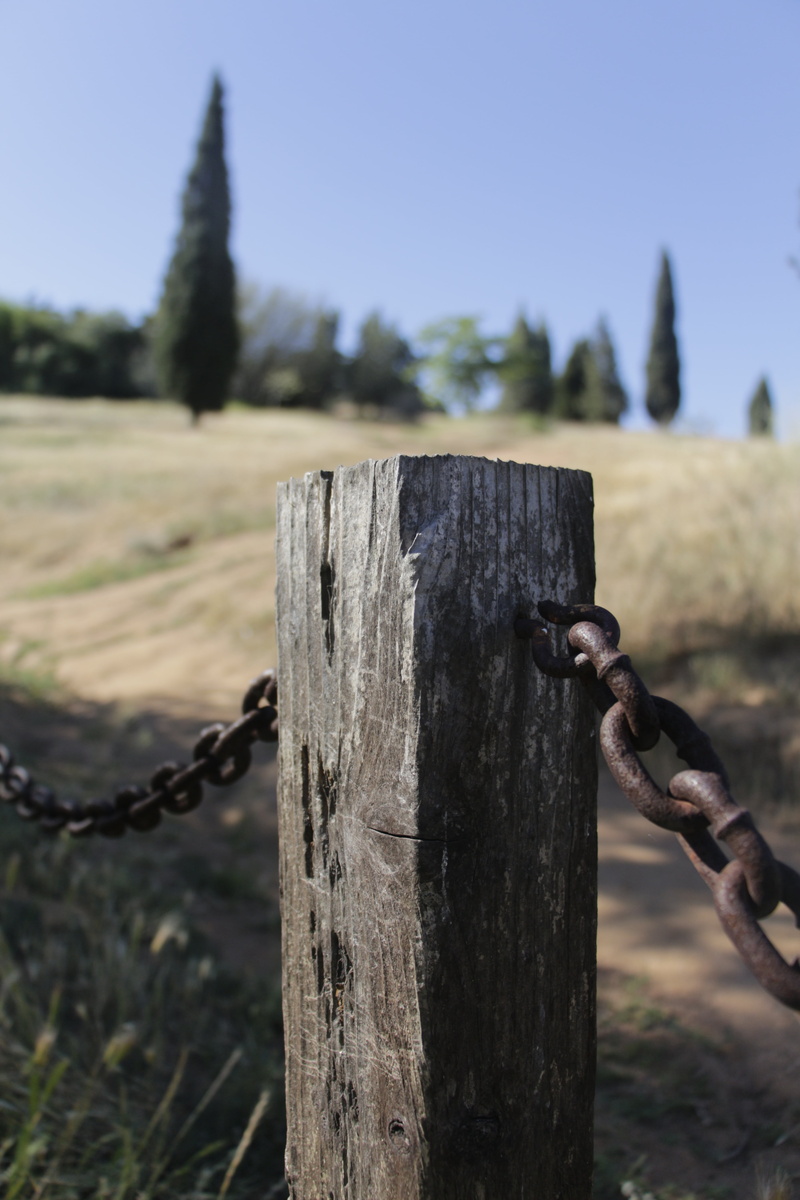 protection, wire, day, fence, hill side, land, field, bark, outdoors, sunlight, wood - material, tree, plant, barn, security, 5K, focus on foreground