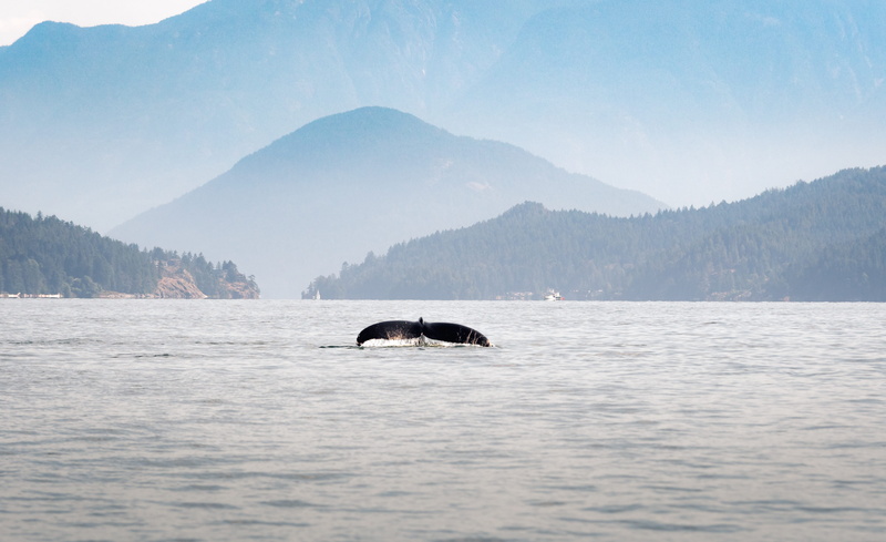 ocean side, body, lake, animal, fish, whale tail, forest, islands, whale, mountain hill, wild animal, nature, wildlife, landscape, layers, beauty In Nature