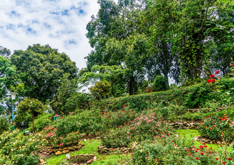 plant, outdoors, sky, tranquility, botanical, tree, clouds, no people, cloud - sky, flowering plant, hill side, 5K, garden, red, botany, non-urban scene