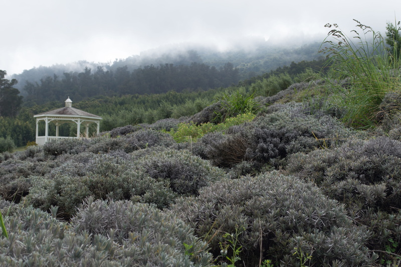 day, 5K, hills, fog, land, nature, environment, beauty in nature, plants, green, evergreen tree, scenics - nature, lavender, structure, non-urban scene