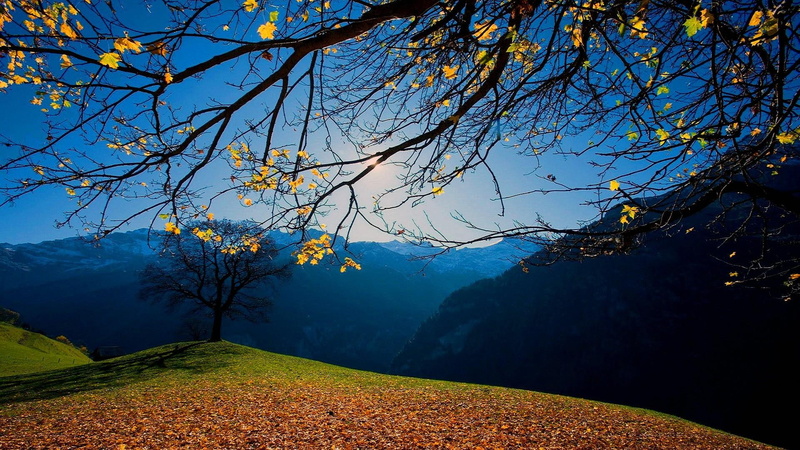 fild, autumn, mountain, tree, 1080P, hill-side, nature, switzerland, hills, mountains