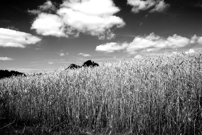 environment, hills, day, 2K, grass, cloud - sky, field, plant, nature, rural scene, agriculture, growth, land, landscape, crop, no people, sky, tranquil scene