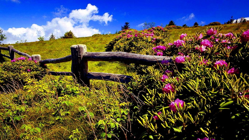1080P, landscape, meadow, spring, field, hill-side, nature