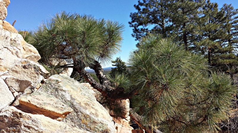 cone, summer, growth, day, coniferous tree, wilderness, needles, outdoor, solid, ponderosa, area, natural, south west, green, scenics - nature, woods, tranquility