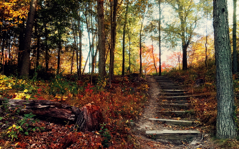 forest, hill, grey, trunk, 2K, stairs, tree, autumn