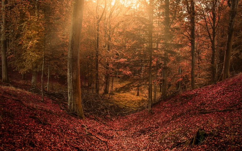 1080P, rays, hill, sun, sun rays, forest, leaves, fall, landscape, sunset, nature