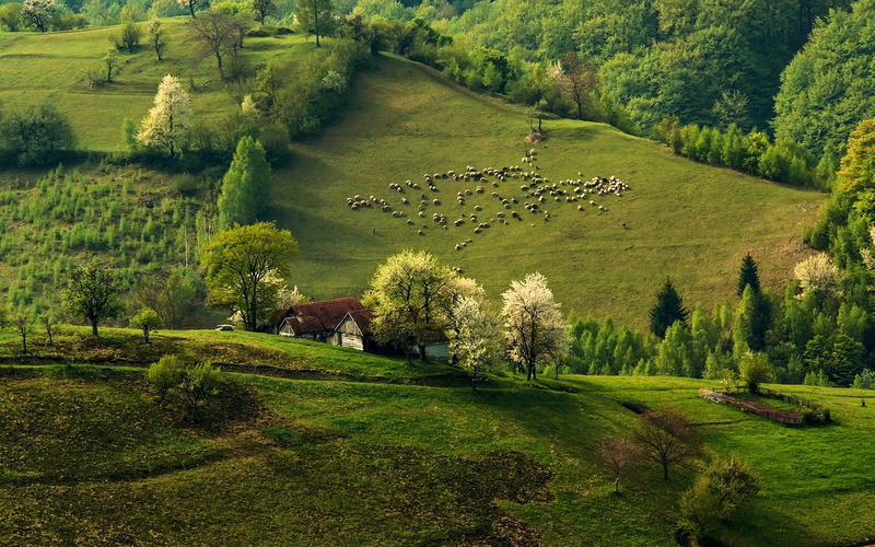 Flock, Forest, Hills, House, 1080P, Spring, Morning