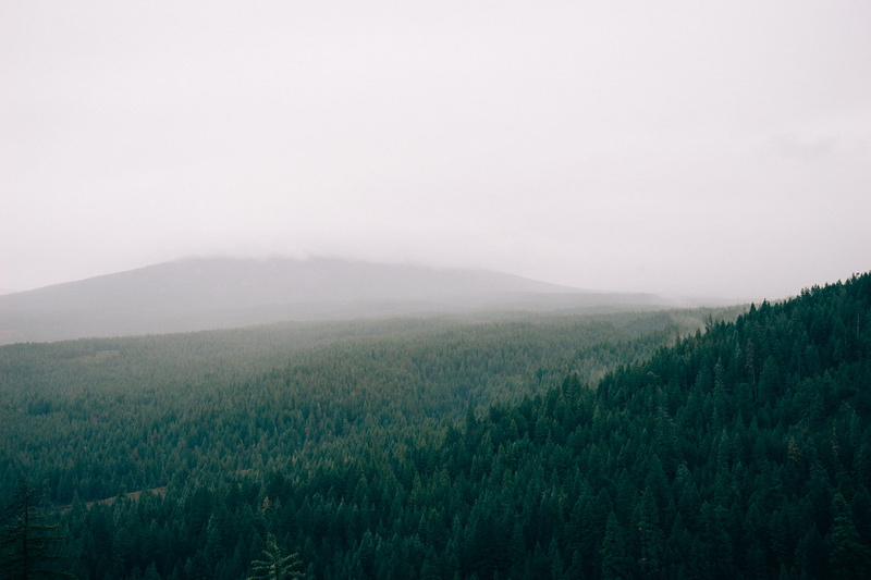 scenics, mist, growth, near, green, mountain, no people, forest, beauty In Nature, pine woodland, field, scenics - nature, farm, nature, tranquility, trees