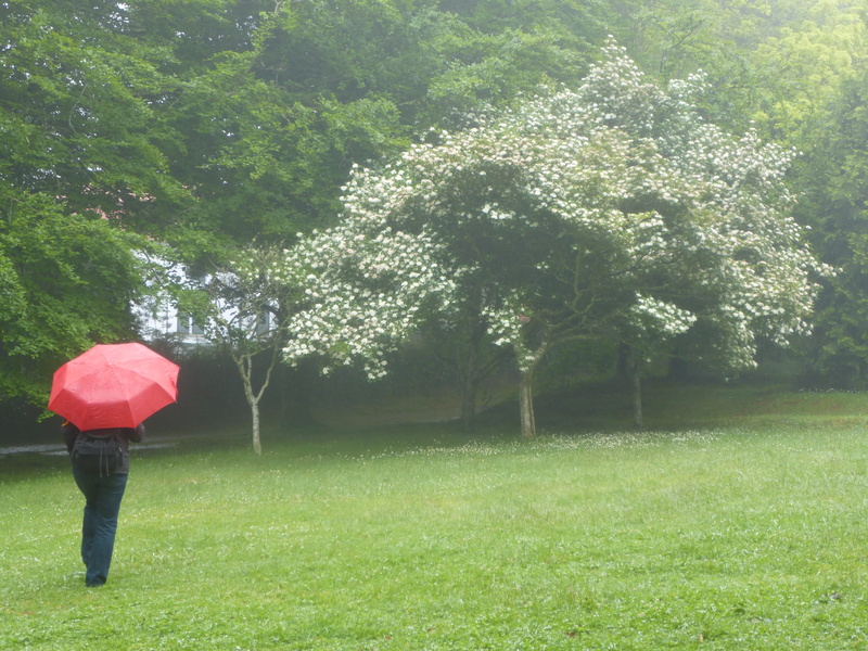 rear view, security, holding, stand in the rain, rain, real people, rainy weather, one person, jacket, green grass, 4K, rainy season, field, day, umbrella
