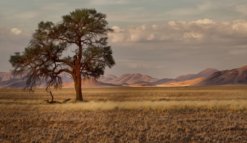 1080P, trees, landscape, plains