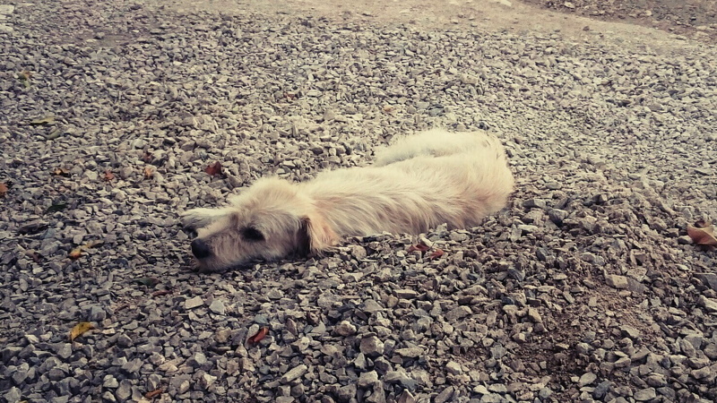 day, animal themes, gravel, nature, domestic, domestic animals, field, land, one animal, dog, mammal, animal, outdoors, no people, pets, canine, relaxation