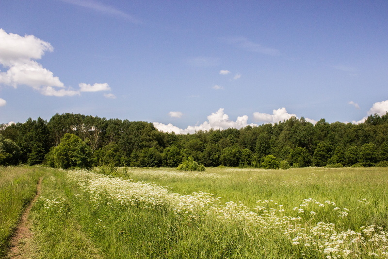 cloud - sky, day, Russia, grass, tranquility, plains, environment, beauty in nature, white, no people, field, concrete, green, sunlight, tree, growth, scenics - nature