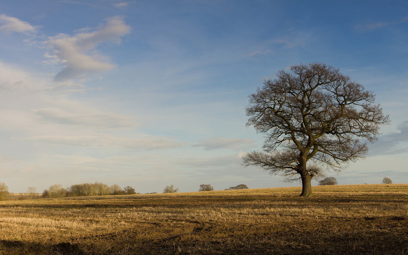 field, 1080P, plains, landscape, photography