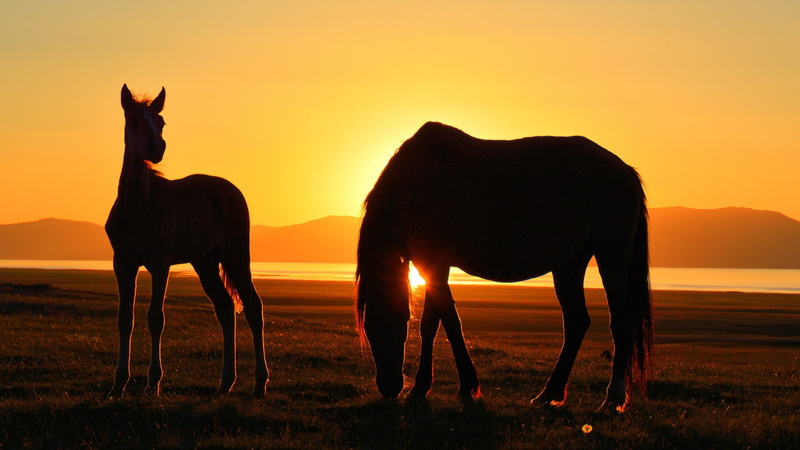 Song Kul, 2K, Kyrgyzstan, silhouette, horse, lake, sunset