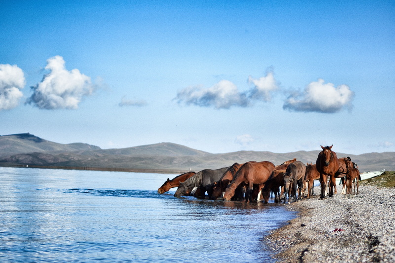 day, cloud - sky, beauty in nature, animals in the wild, horses, group of animals, no people, domestic animals, 4K, livestock, central asia, wildlife