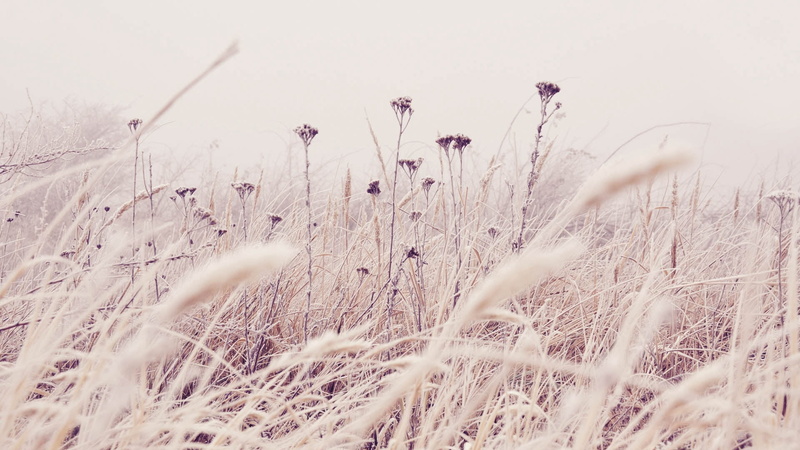 stem, outdoors, tranquil Scene, crop, landscape, field, frost, springtime, wheat, grass, wind, meadow, scenics - nature, yellow, scenics, selective focus