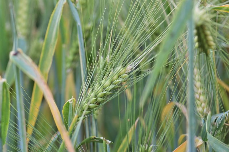 arable, cornfield, stalk, day, landscape, Field, plant, wheat, agriculture, farm, ear of wheat, 5K, grain, land, halme, close-up, tranquility, green color